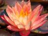 Peach Water Lily