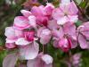 Pink Crabapple Blossoms