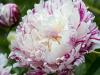 Another Stripey Peony
