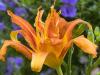 Double Day Lily
