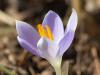 the Very First Crocus of the Year