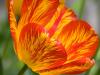 Flame Tulip