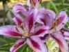 Regal Lilies