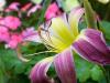 Day Lily