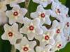 Hoya in Bloom
