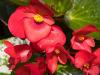 Dragonwing Begonia