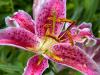 Lily After the Rain