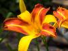 Striped Day Lilies