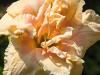 Double Day Lilies