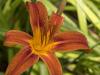 Red Day Lily
