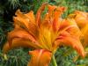 Double Orange Day Lily