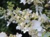 Hydrangea