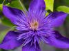 Late Blooming Clematis