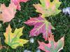 Maples and Mushrooms