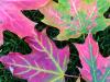 Early Colours