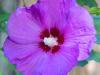 Rose of Sharon