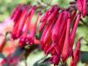 Firecracker Fuchsia