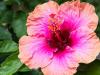 the Very First Hibiscus of the Year