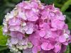 the Only Hydrangea