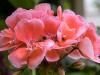 Peachy Geranium