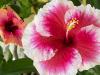Three Hibiscus Flowers
