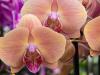 More orchids