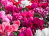 Cyclamen Season