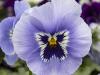 Pansies - the First Box Plants in Spring