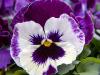 Another Pansy