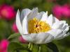 Single White Peony