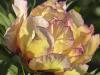 Golden Tree Peony