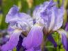 Irises 