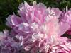 My Peonies in the Morning Sun