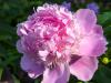 Peony at Sunrise