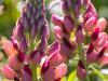 Lupins in the Sun