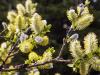 Catkins