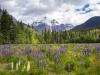 Wildflower Meadow at Mount Robson