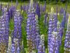 Lupins