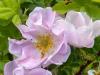 Wild Roses