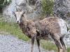 Scruffy Mountain Sheep