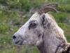 Mountain Sheep