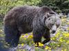 Grizzly in Kananaskis