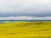 Canola Fields in Saskatchewan