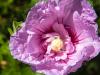 Rose of Sharon