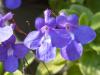 Streptocarpus