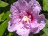 another Double Rose of Sharon