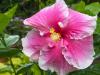 Another Hibiscus Blooms for the First Time this Year