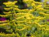 Garden Goldenrod