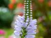 False Dragonhead