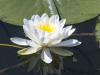 A single Water Lily